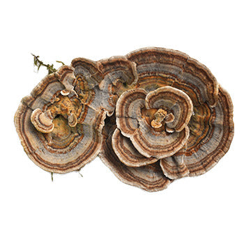 אבקת פטריית זנב התרנגול - פטריית טרמטס - עתיד ירוק - פריקפוא