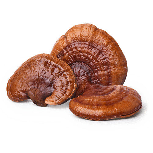 כמוסות ריישי | Ganoderma lucidum - ברא צמחים - פריקפוא