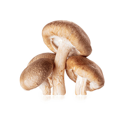 אבקת שיטאקה | Lentinula edodes - ברא צמחים - פריקפוא