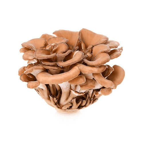 אבקת מאייטקה | Grifola frondosa - ברא צמחים - פריקפוא