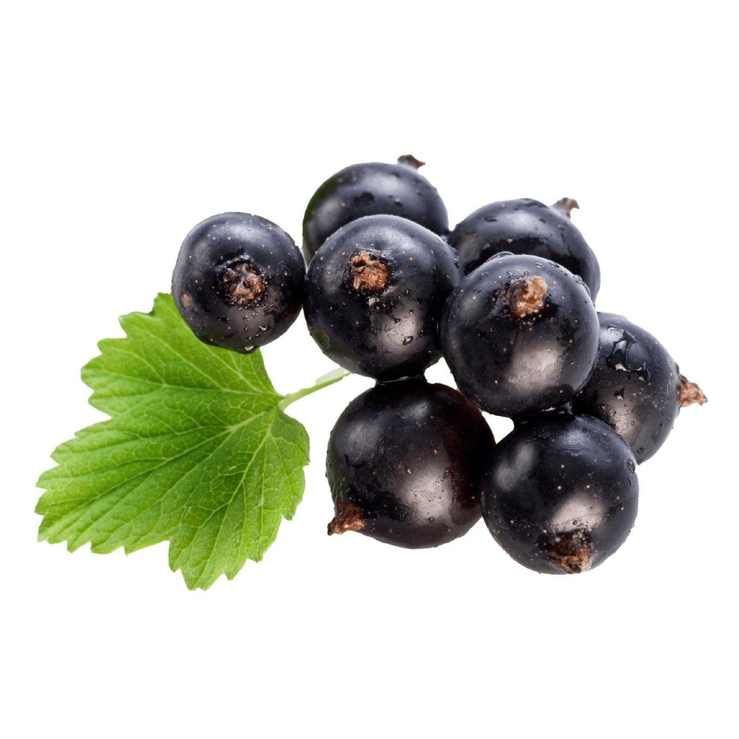 דומדמניות שחורות קפואות - פריקפוא - פריקפוא