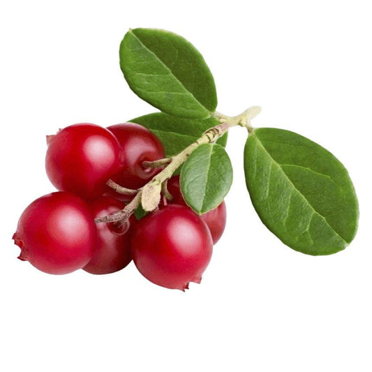 אוכמניות אדומות | לינגונברי (ברוסניקה) קפוא - פריקפוא - פריקפוא