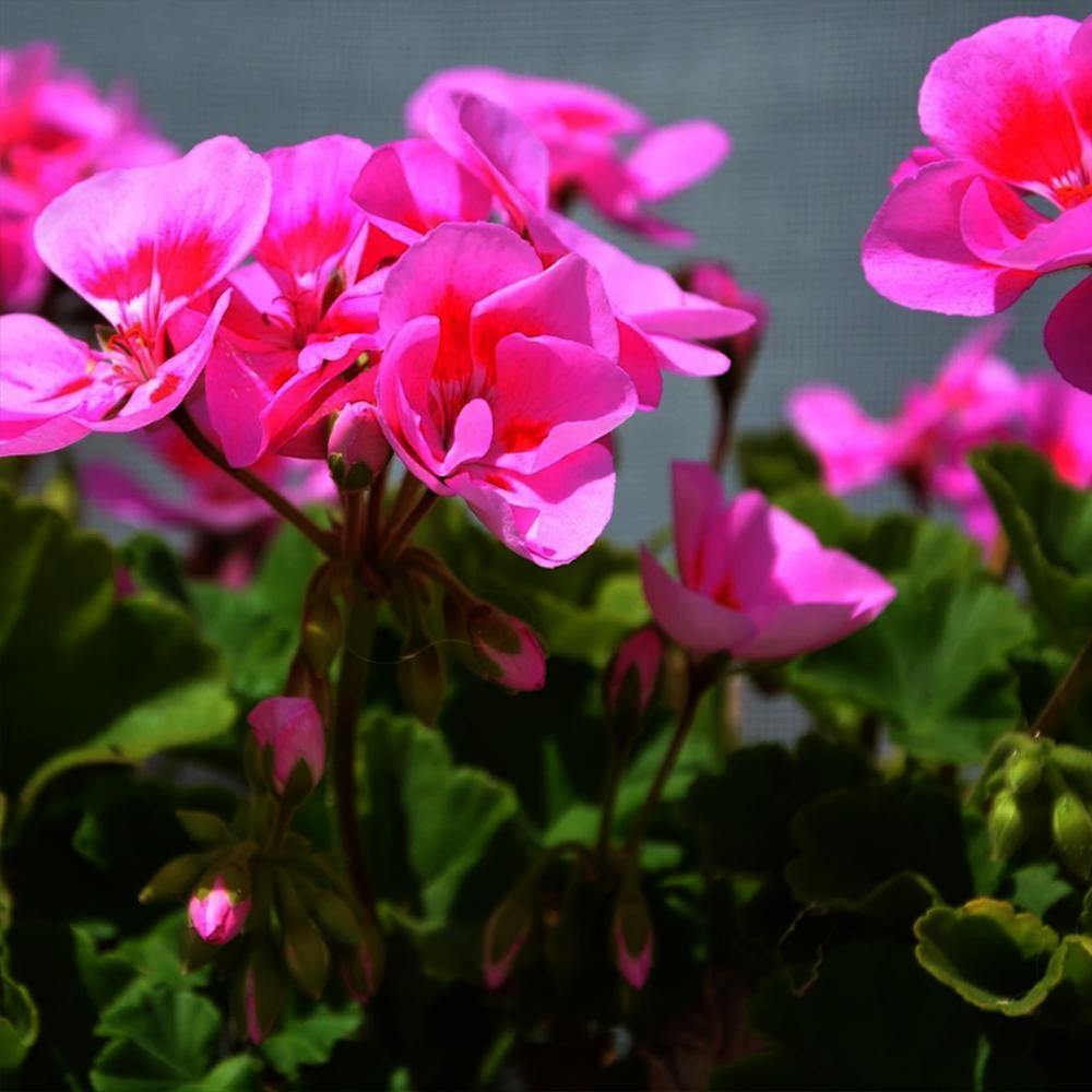 שמן אתרי גרניום אורגני (Pelargonium Odorantsisium) | לבידו - Lavido - פריקפוא