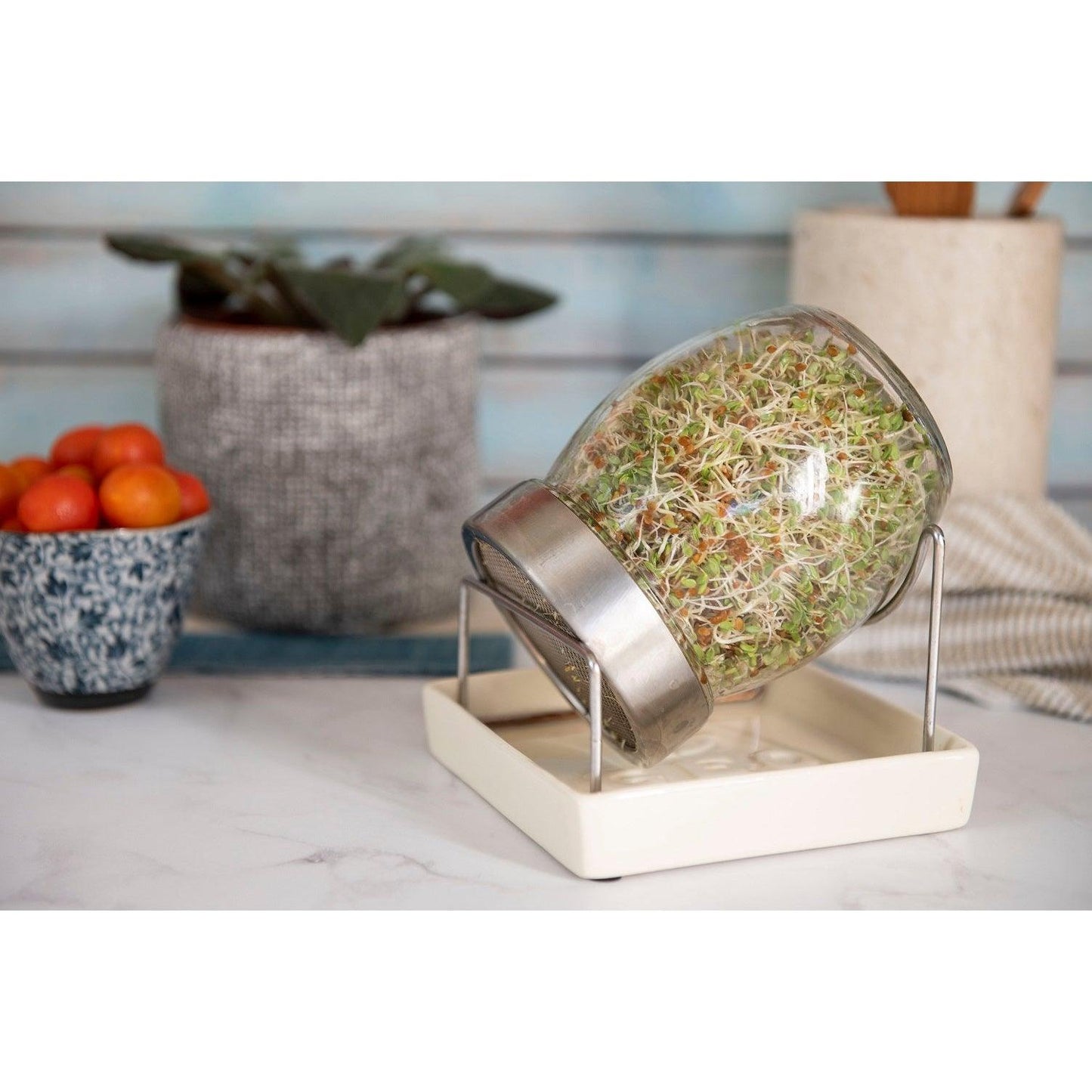 זרעי קייל | ג׳מוקה - Jammoka - פריקפוא