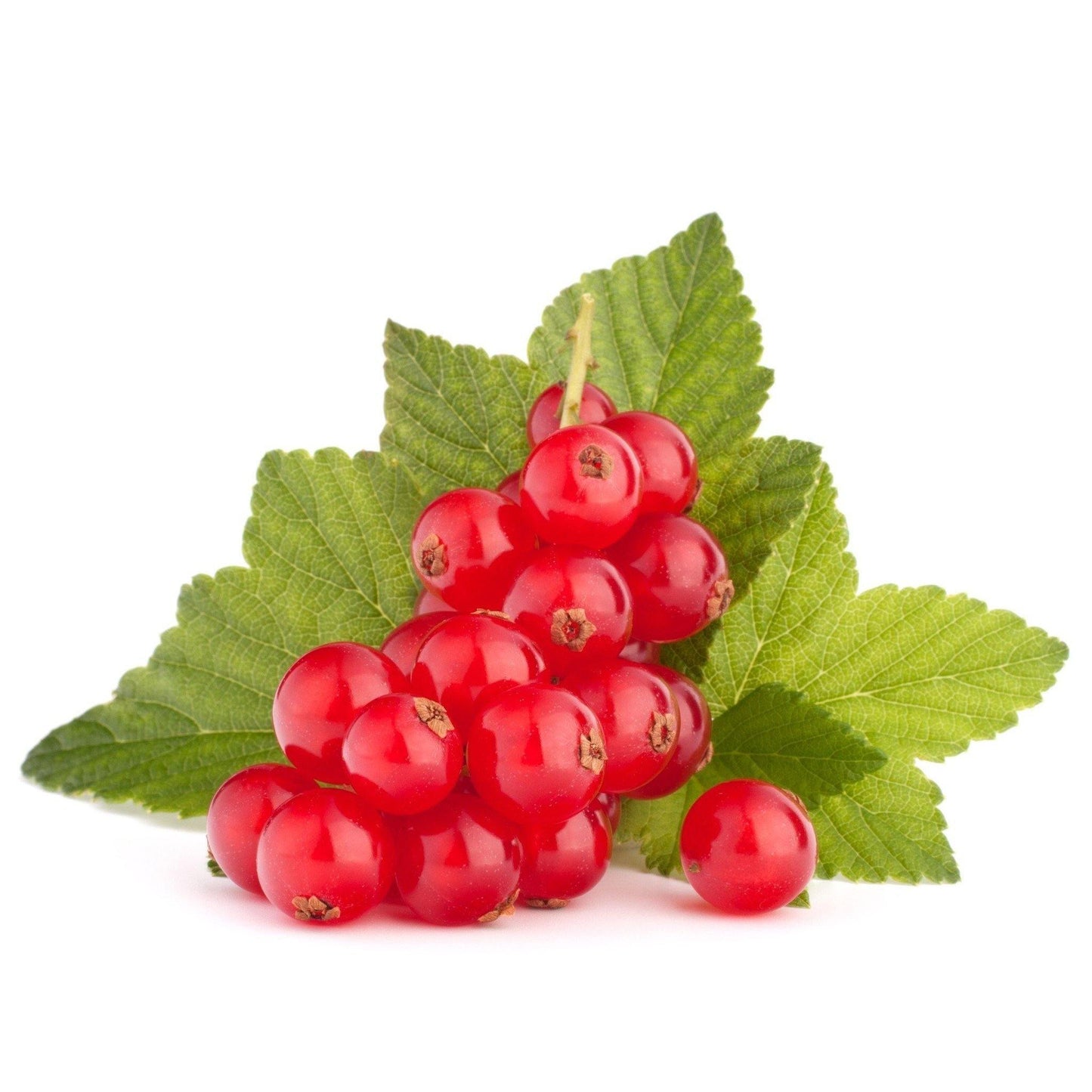 דומדמניות אדומות קפואות - פריקפוא - פריקפוא