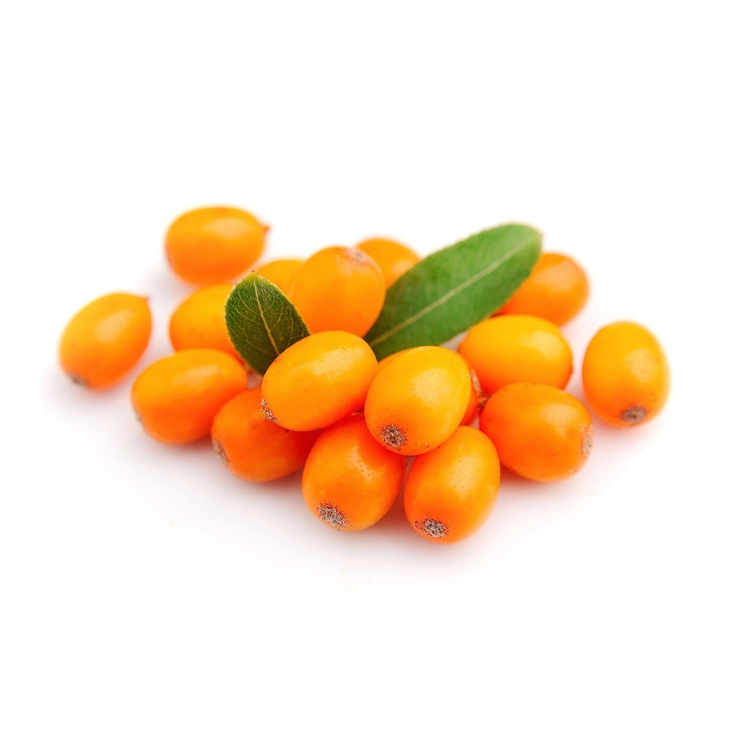 אוכמניות צהובות | אשחר רוסי | אובליפיחה קפואה | היפופיאה - פריקפוא - פריקפוא