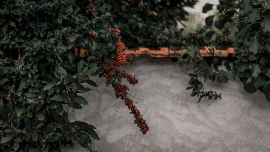 red clustered petal flowers at daytime photo