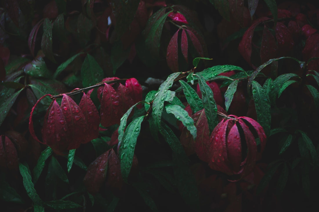 red and green plant leaves
