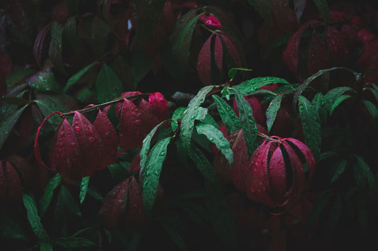red and green plant leaves