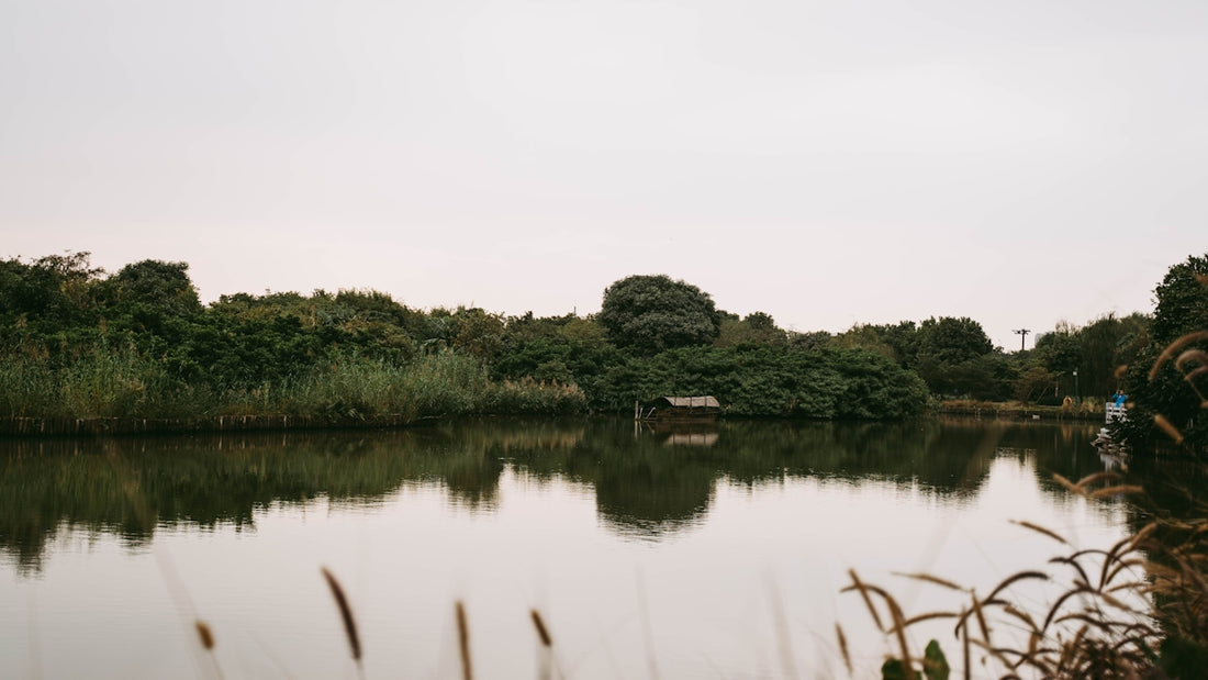 green trees beside lake during daytime