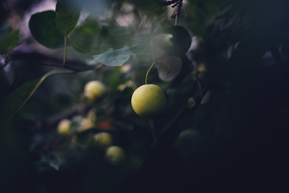 A close up of some fruit on a tree
