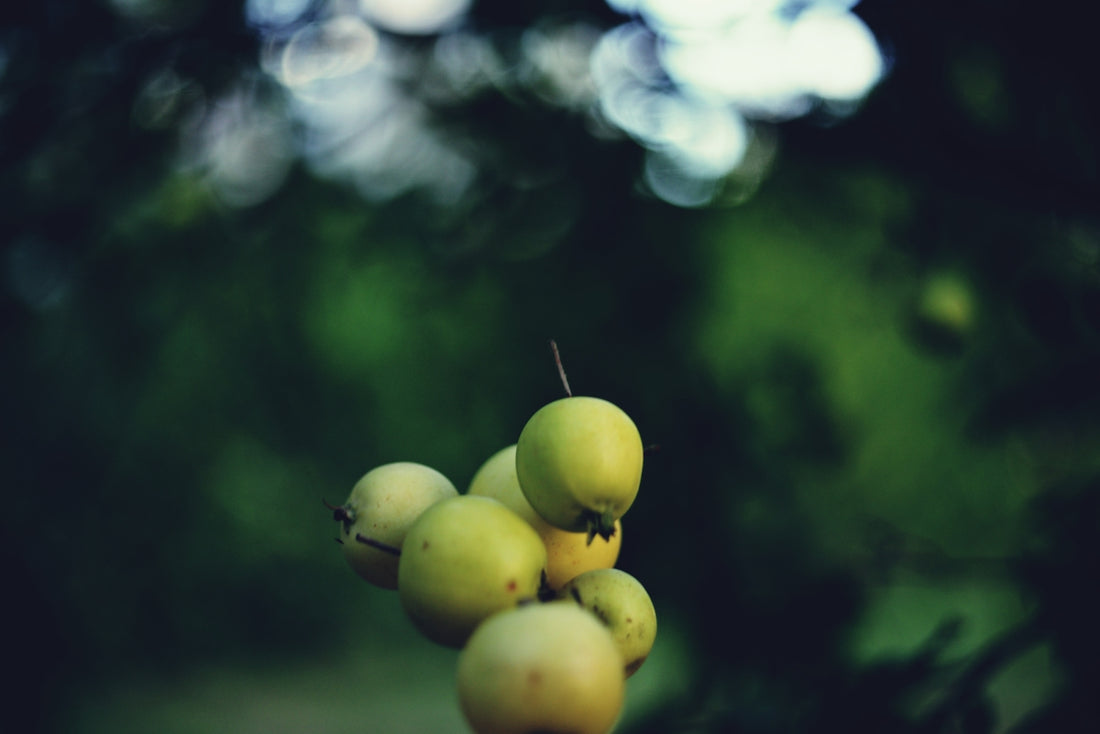 A bunch of green apples hanging from a tree
