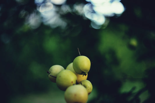 A bunch of green apples hanging from a tree