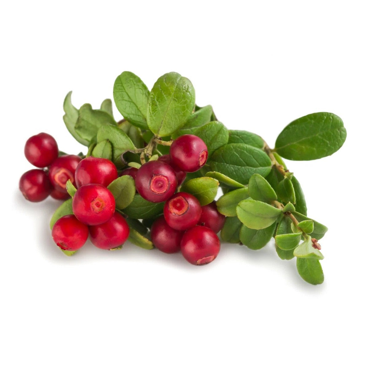 חמוציות יער קפואות - פריקפוא - פריקפוא