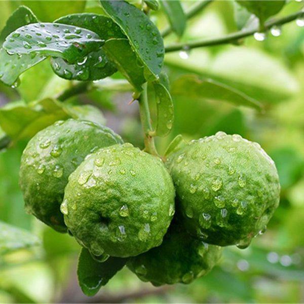 שמן אתרי ברגמוט אורגני (Citrus Aurant Bergamia) | לבידו - Lavido - פריקפוא