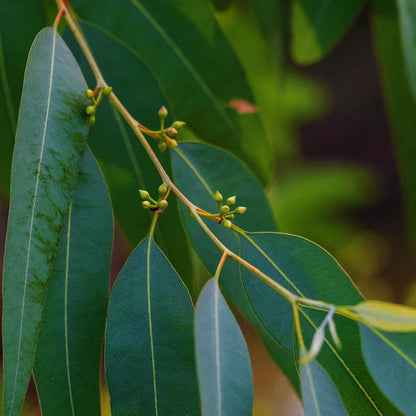 שמן אתרי אקליפטוס אורגני (Eucalyptus Globulus) | לבידו - Lavido - פריקפוא