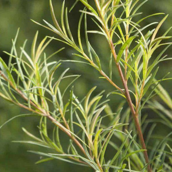 שמן אתרי עץ התה אורגני (Melaleuca Alterifolia) | לבידו - Lavido - פריקפוא